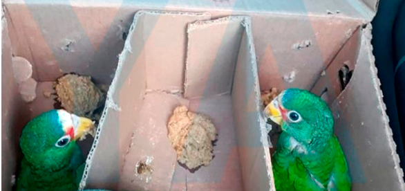 Detenidos dos traficantes de aves: trasladaban cinco loros
