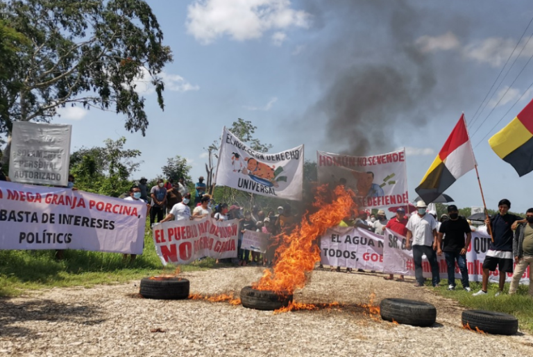 Mega granja de Homún podría reactivar sus operaciones tras audiencia en el Tribunal