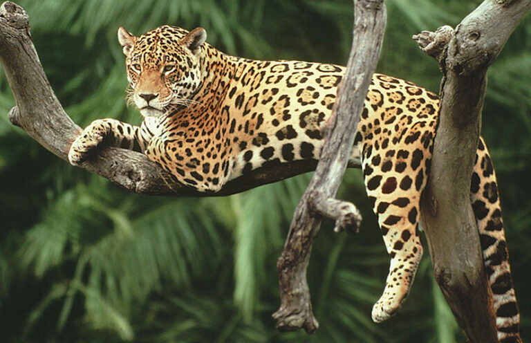 Especialistas protegerán especies con inteligencia artificial en Yucatán