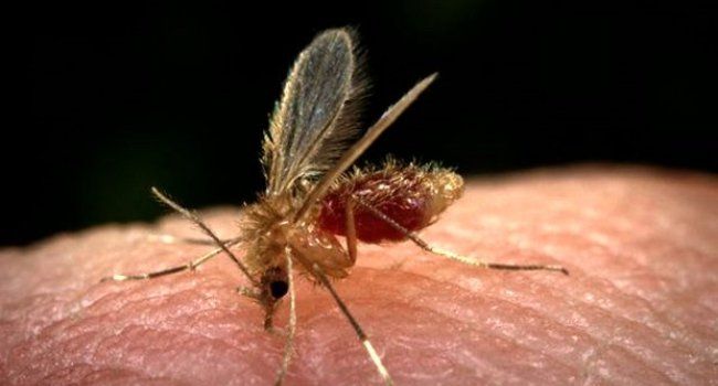 A PROPÓSITO DE LA CONSULTA DERMATOLÓGICA, HABLEMOS DE: LEISHMANIASIS