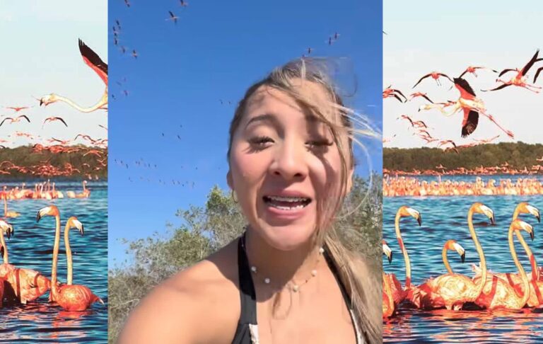 Polémica en redes por video que altera hábitat de flamingos