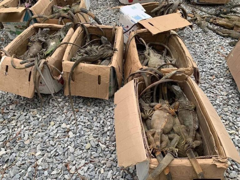 Rescatan 192 iguanas verdes transportadas ilegalmente en autobús en Oaxaca