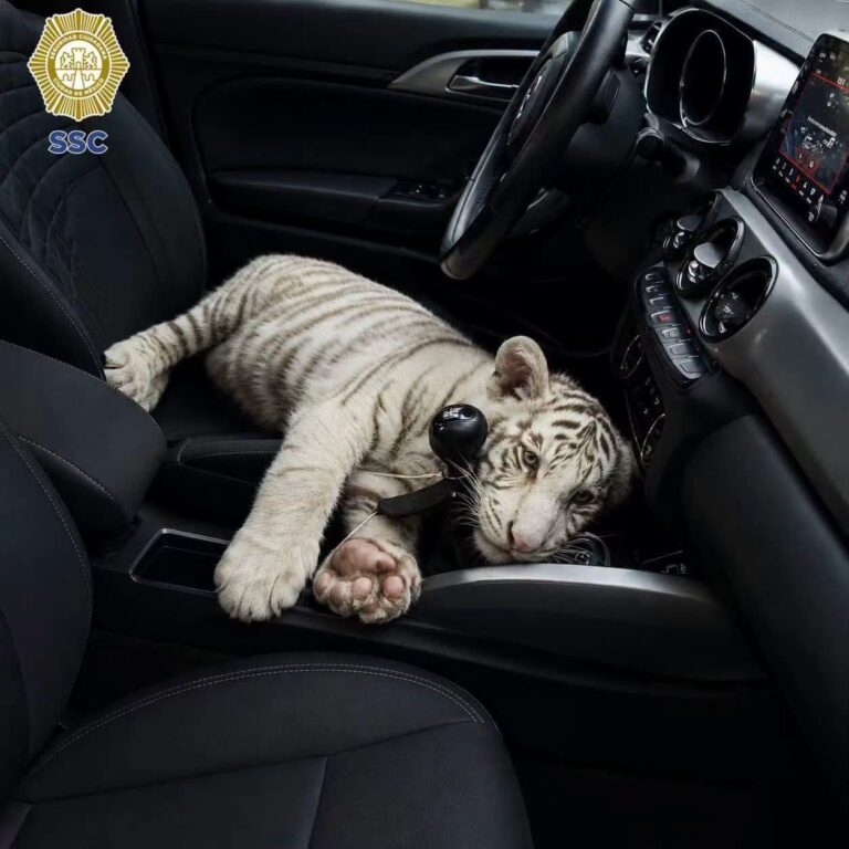 Detienen a hombre que llevaba un tigre de Bengala en su camioneta mientras hacía compras