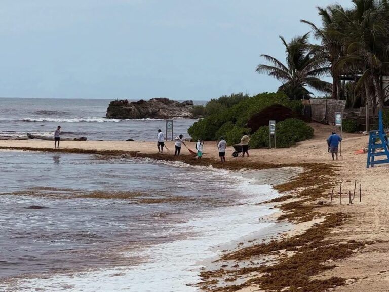 Sargazo pone en jaque al turismo de Tulum; reportan desplome en ocupación hotelera