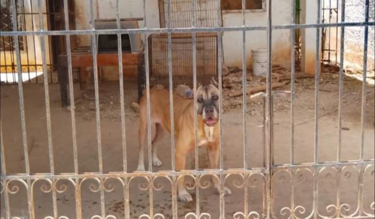 Buscan rescatar a dos perros que presuntamente viven en malas condiciones en Águilas de Chuburná